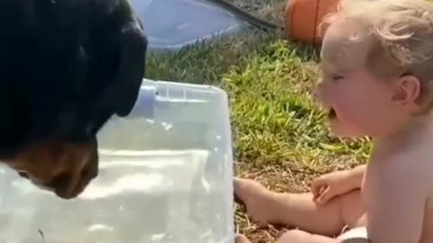 Dog play cute baby