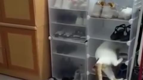 Fannny cats and dogs videos 2024,#19🤣💋👌#funnyvideo #funnymemes #dogs #cats #cute #foryouシ #foryoupageシ#FacebookPage