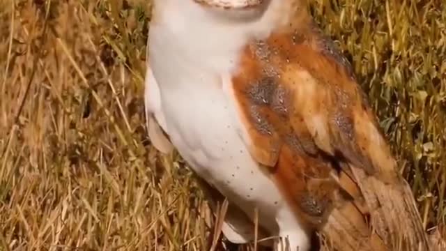 Is this a monkey mutation? How do you make a monkey face