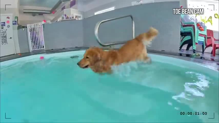 Dog Rents a Swimming Pool