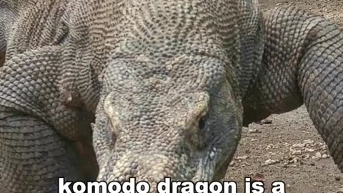 Komodo Dragons | The Real Life Dragon