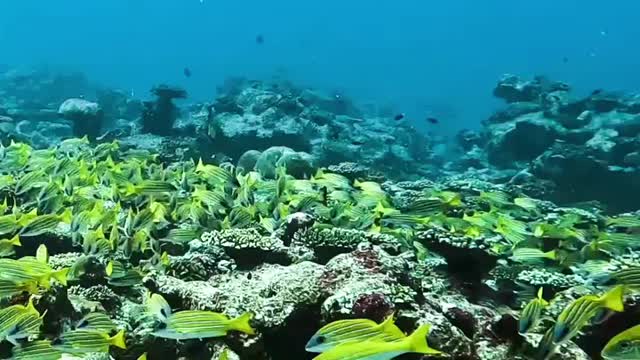 Divers swim with fish
