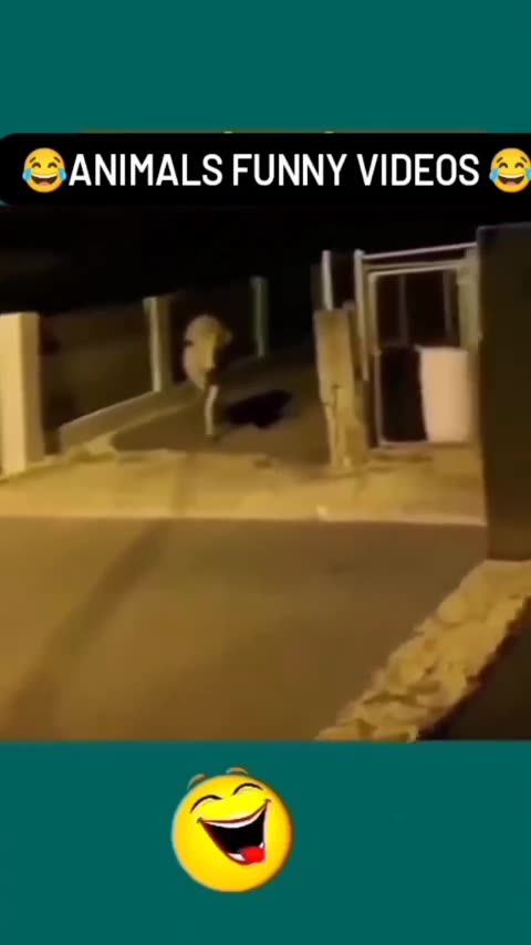 Funny animal videos | Funny animal videos try not to laugh | Funny animal fails