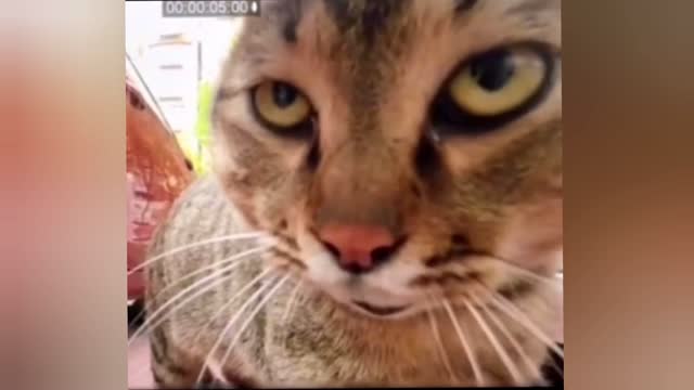Fanny Cat