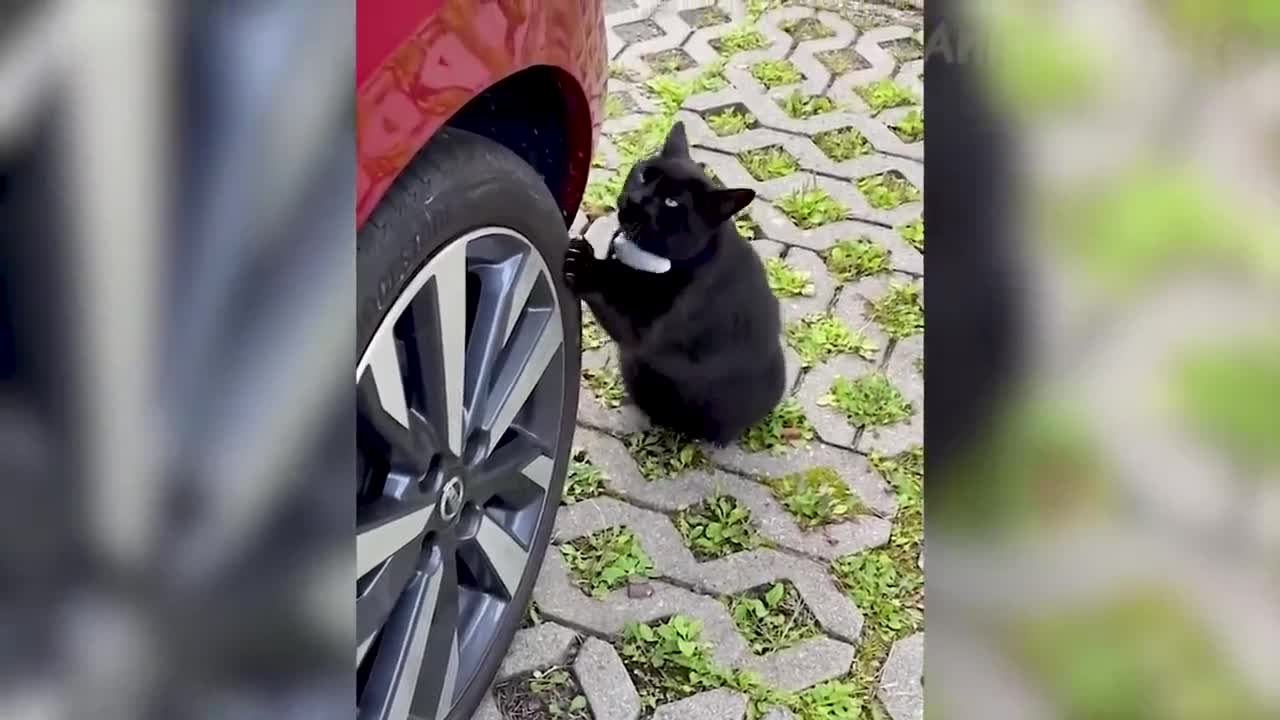 Best Funny Animal Videos 2022 😂 - Funniest Dogs and Cats Videos 😺😍