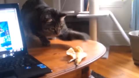 funny animals