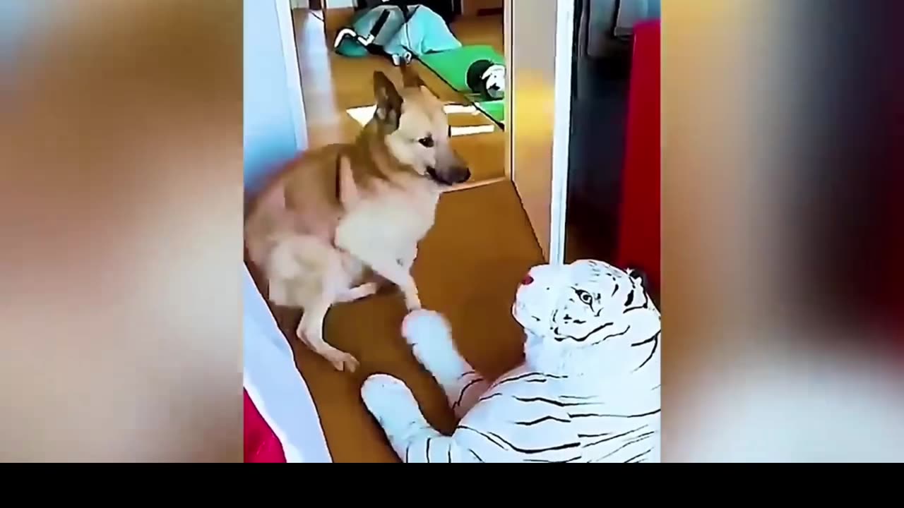 funny cats