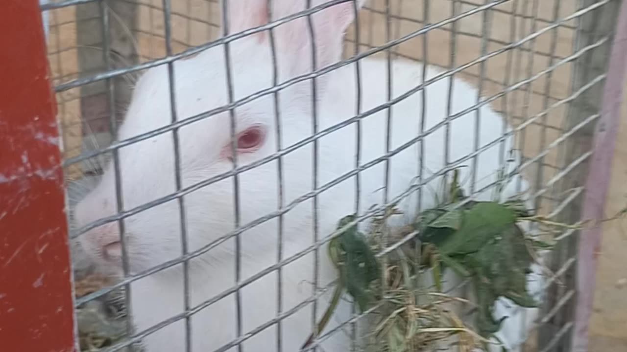 Rabbit for sell In india