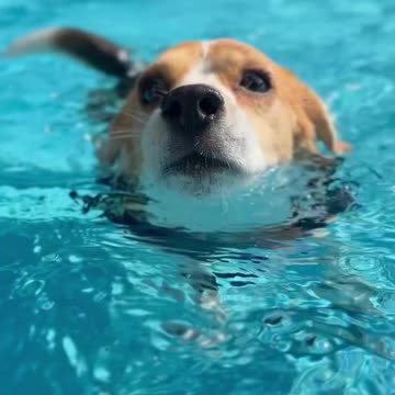 Funny Swimming Dog