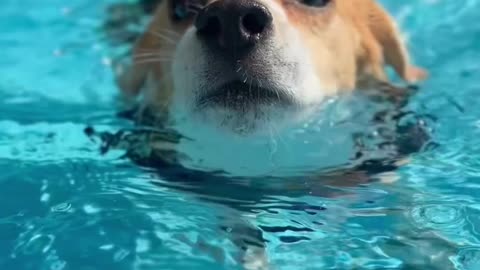 Funny Swimming Dog