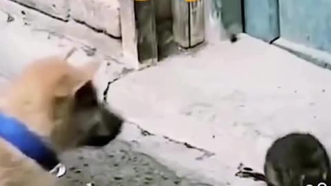 Internment for you funny 🤣 short