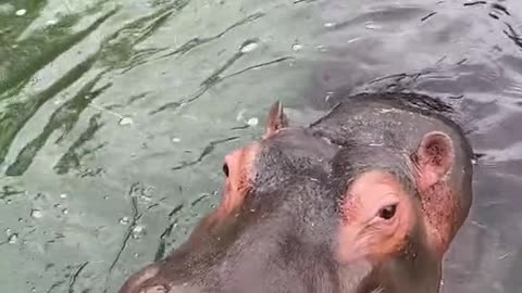 hippo