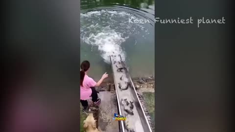 Funny Dogs and Cats Videos 2024 😂- Best Funniest Animal Videos of the Week