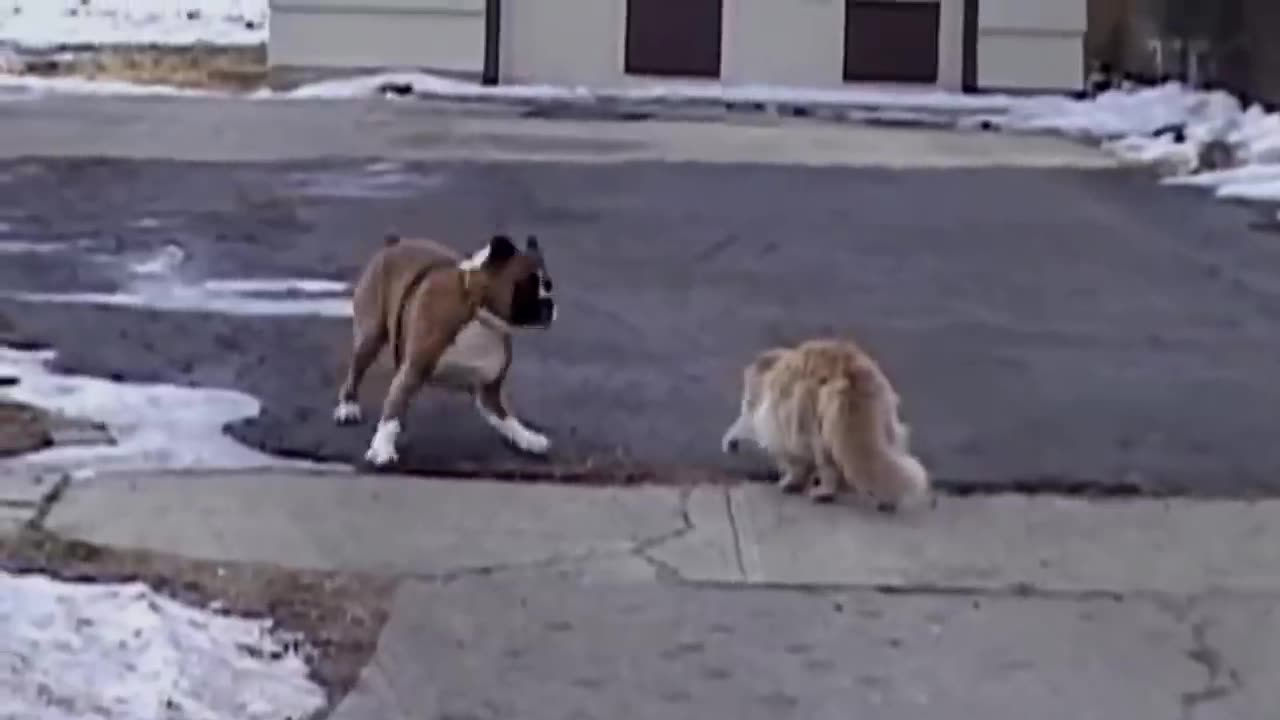 Angry Cat video