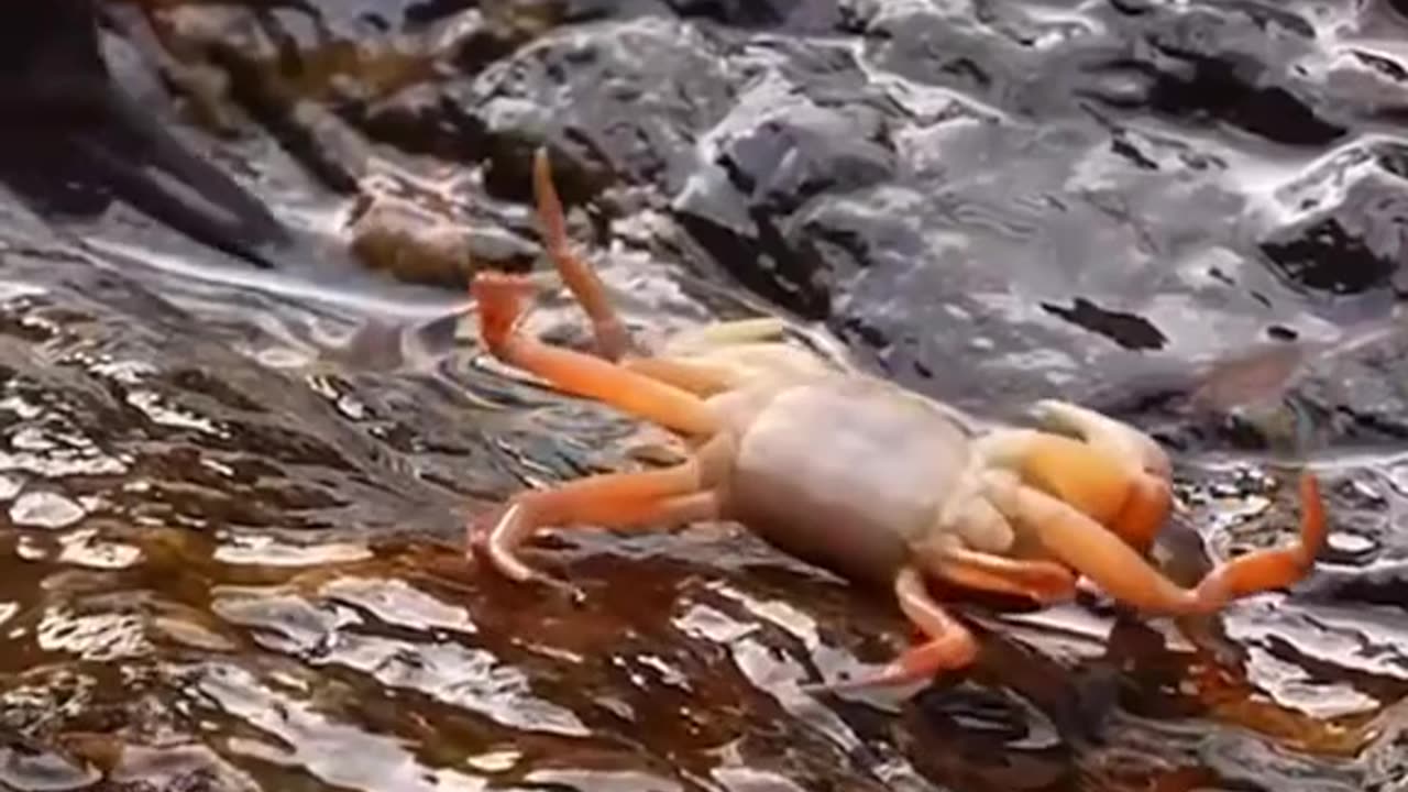 Bird searching food in water