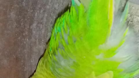Budgies parrot egg hatch 2023