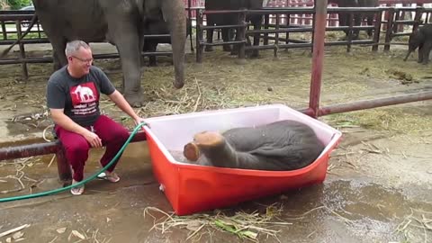 Baby Elephant Bathing "Double trouble"
