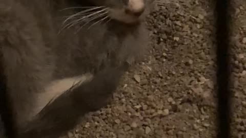 Cute Cat Video