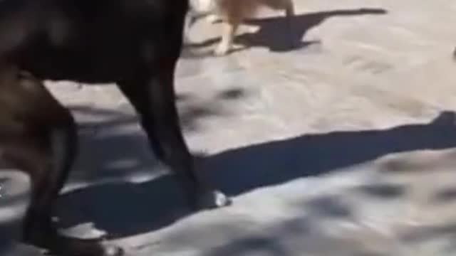 A violent fight between three cats and one dog