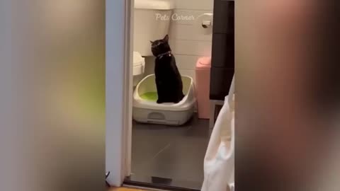 Funny cat and dog 🐕🐕🐕