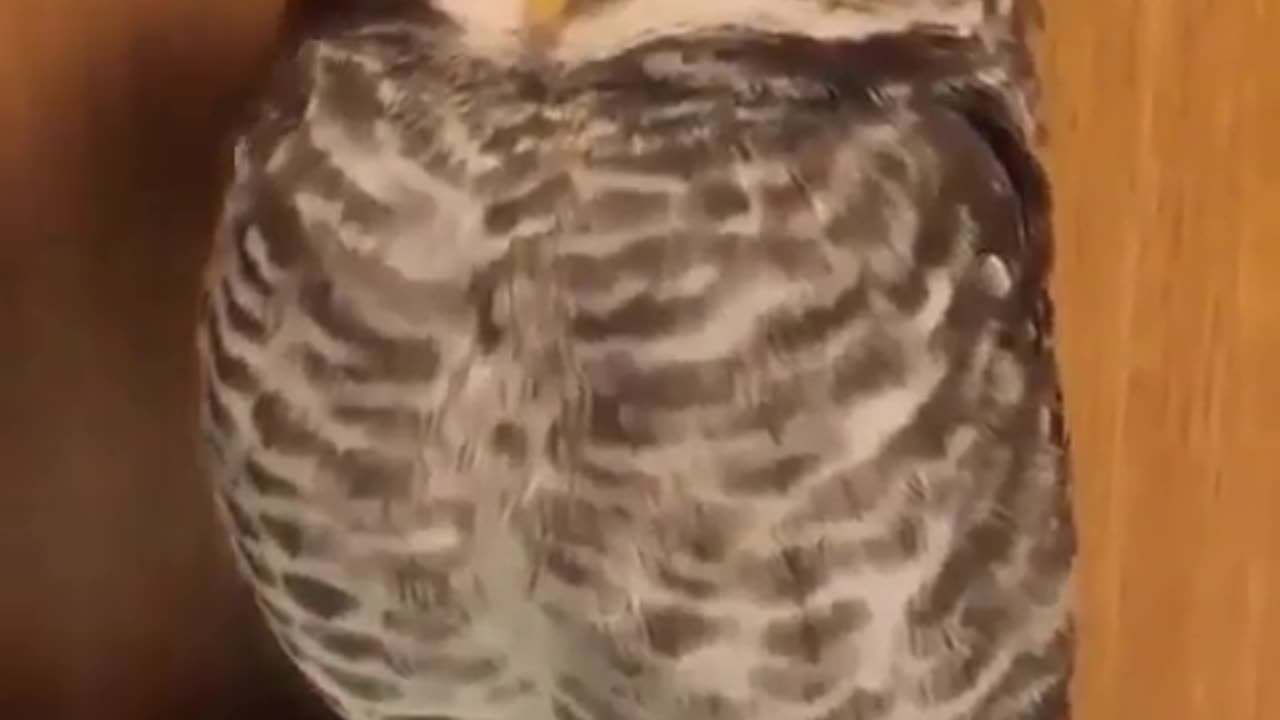 Cute owl got cuddles