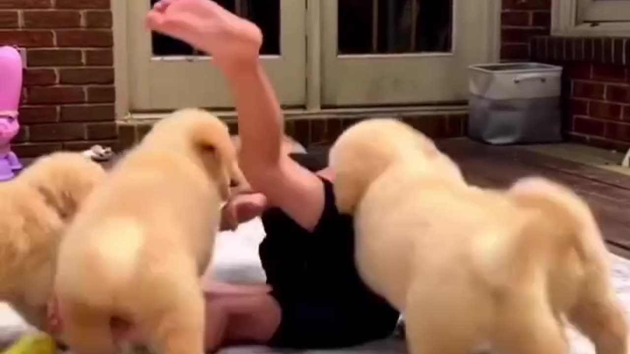 Puppies attack babies