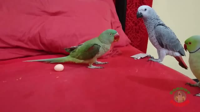 Funny Parrot Videos Compilation