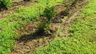 Green giant growth may to June growth rate report