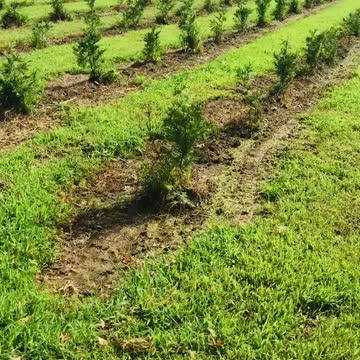 Green giant growth may to June growth rate report