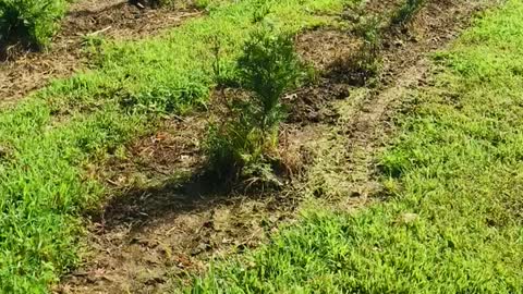 Green giant growth may to June growth rate report