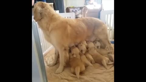 Cute animals video #9