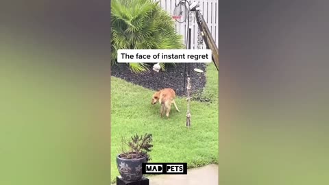 This FUNNY DOG Will Turn Your Day Happy 😁 Funniest Animal Videos | Mad pets