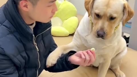 Funny Dog 🐕