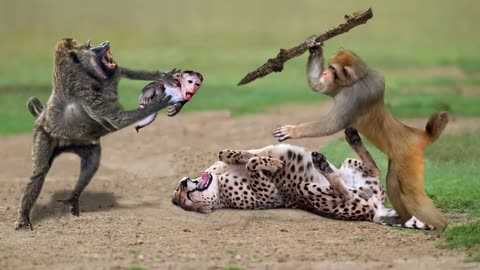 Leopard's Fatal Mistake: Underestimating the Power of a Monkey