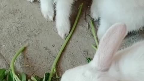 Cute rabbits 😍