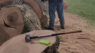 Ms660 kit saw cutting some big ash