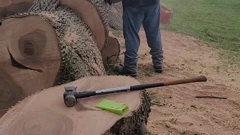 Ms660 kit saw cutting some big ash