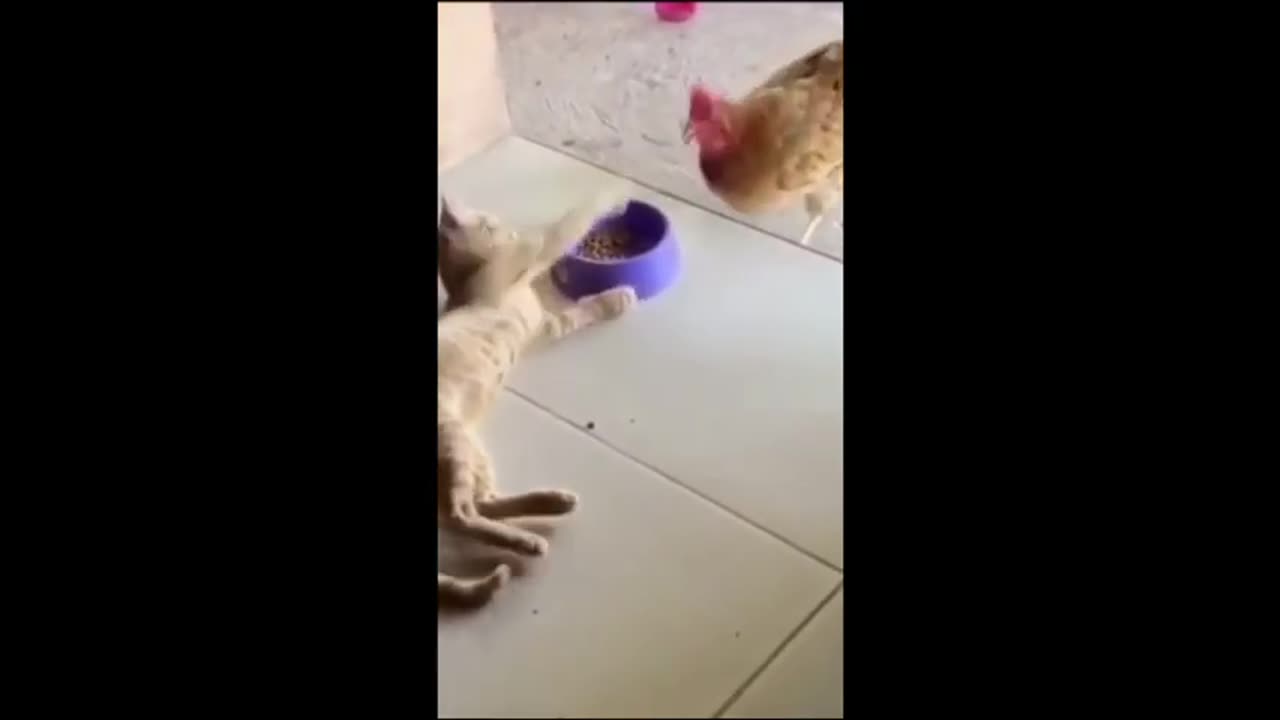 Funny with animals 🤣