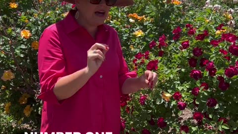 Keep your roses fresh!