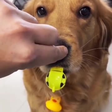 Dog know how to use whisle when you close their nose.mp4