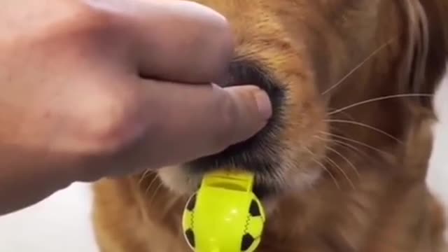 Dog know how to use whisle when you close their nose.mp4