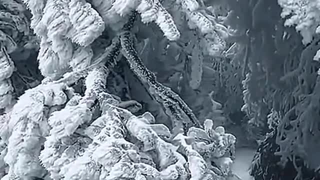 Snow-covered trees in the mountains of China