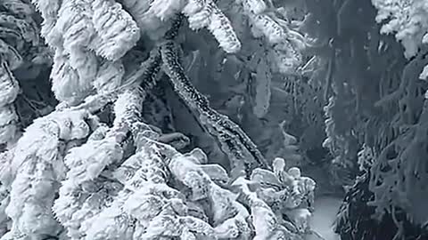 Snow-covered trees in the mountains of China