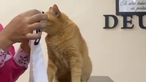 kitten snubbing the owner