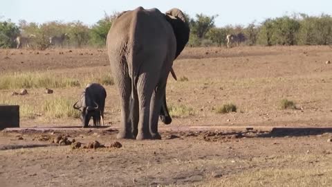 Elephant vs Wildebeest