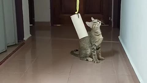 Cat cute