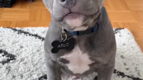 THERE'S SOMETHING MORE BEAUTIFUL THAN THAT🐕