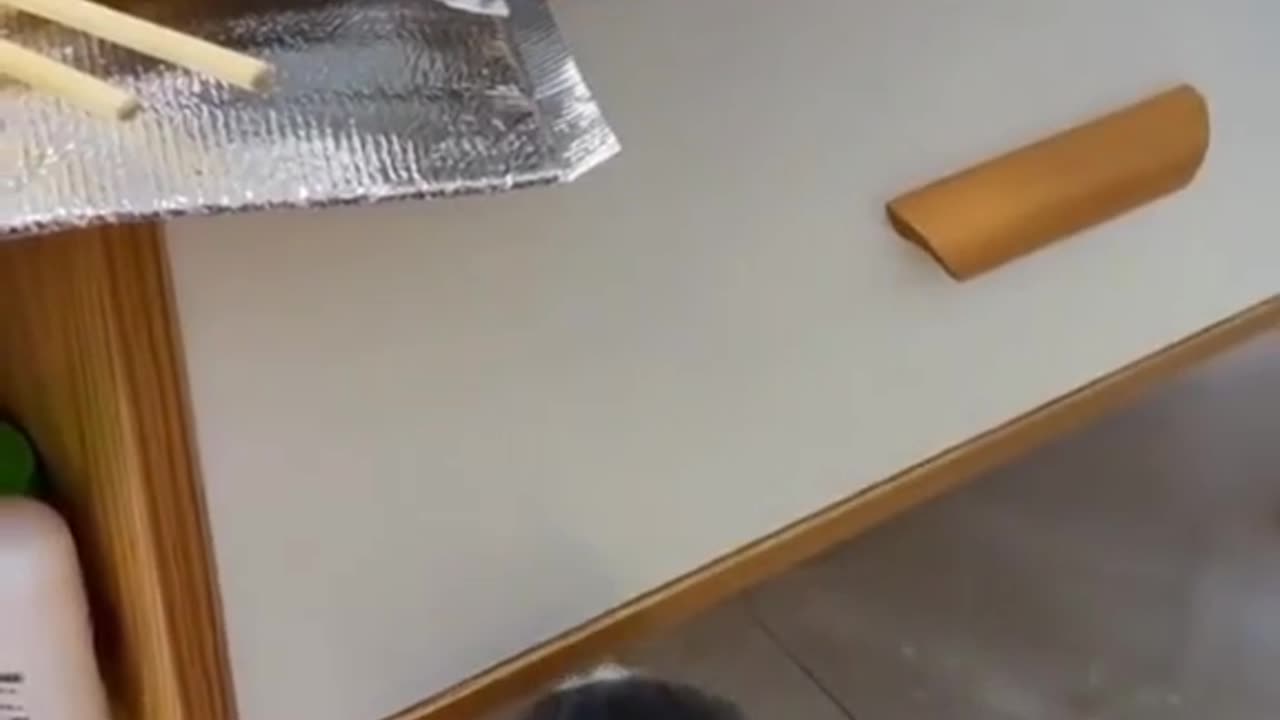Funny cat Compilation 2017 | By The Pet Collective