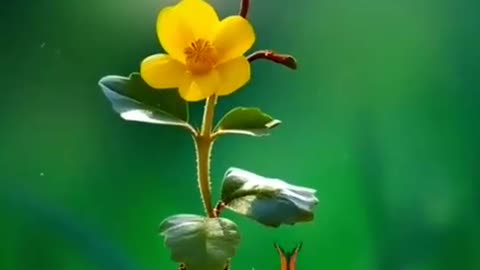 Flower shining