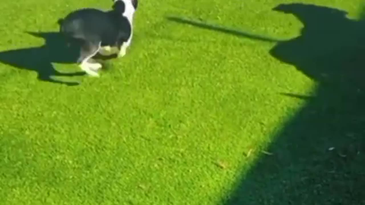 Funny animal video We sincerely hope you enjoy it; please follow us if you wanna laugh every day